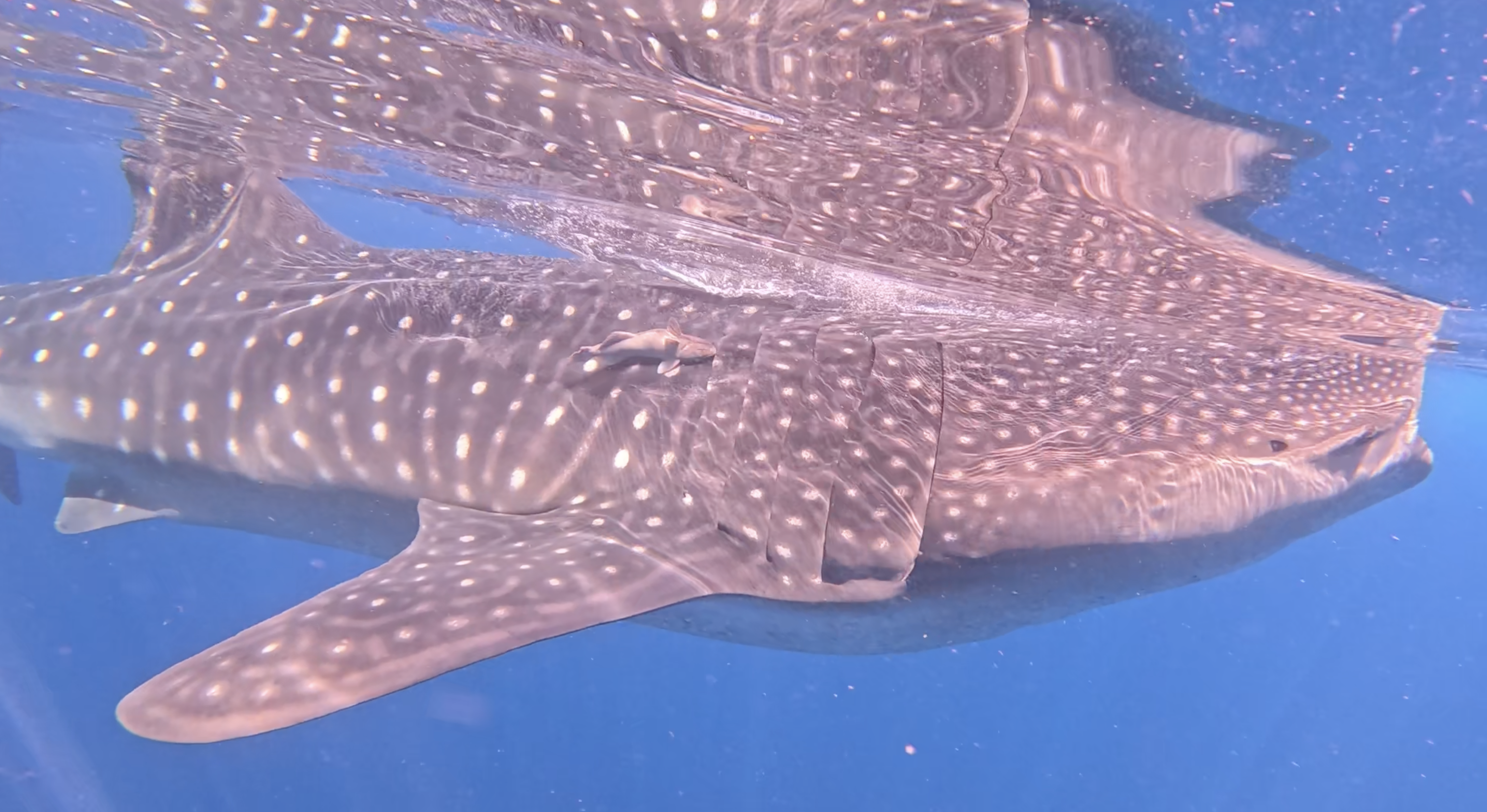 Wonder beneath the surface